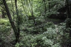 trail2019_078.jpg